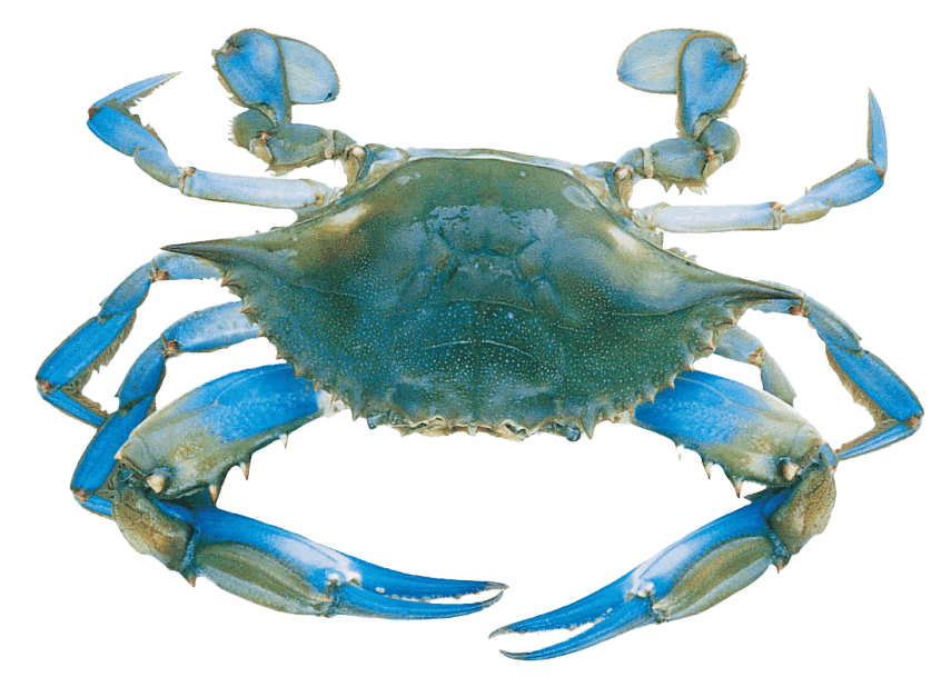 Blue Crab