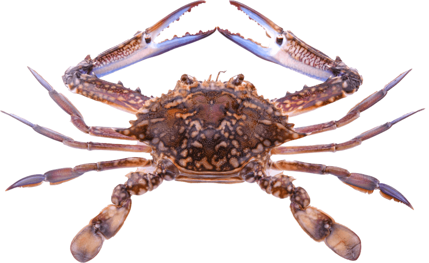 Blue Crab - Cangrejo Azul