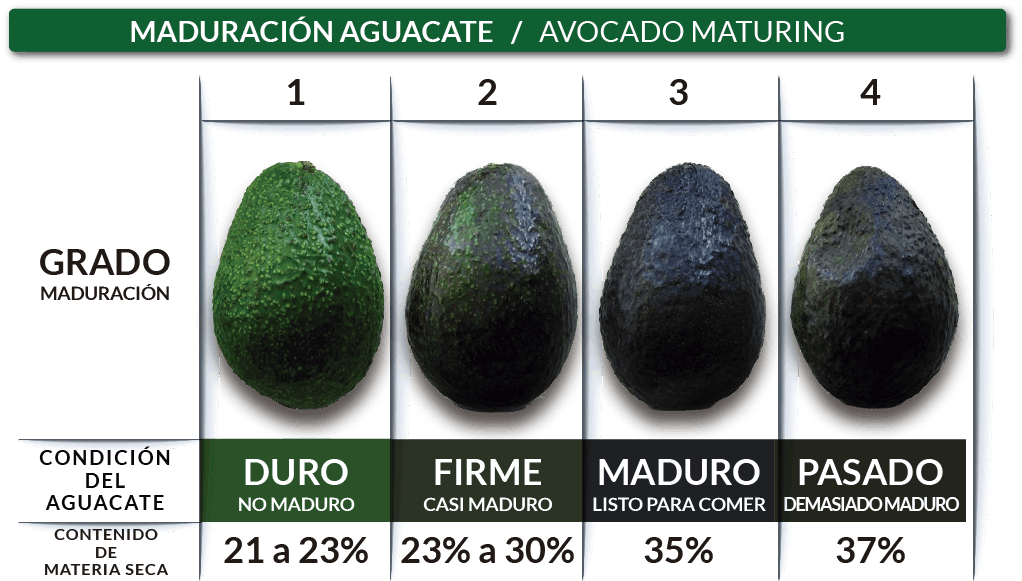 Maduración del Aguacate