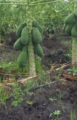 Papaya