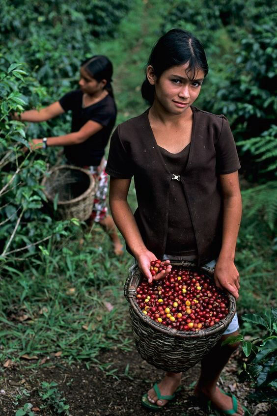 Proceso de Cultivo del Café