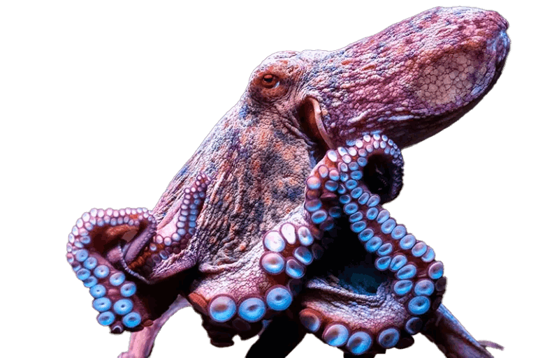 Pulpo Maya